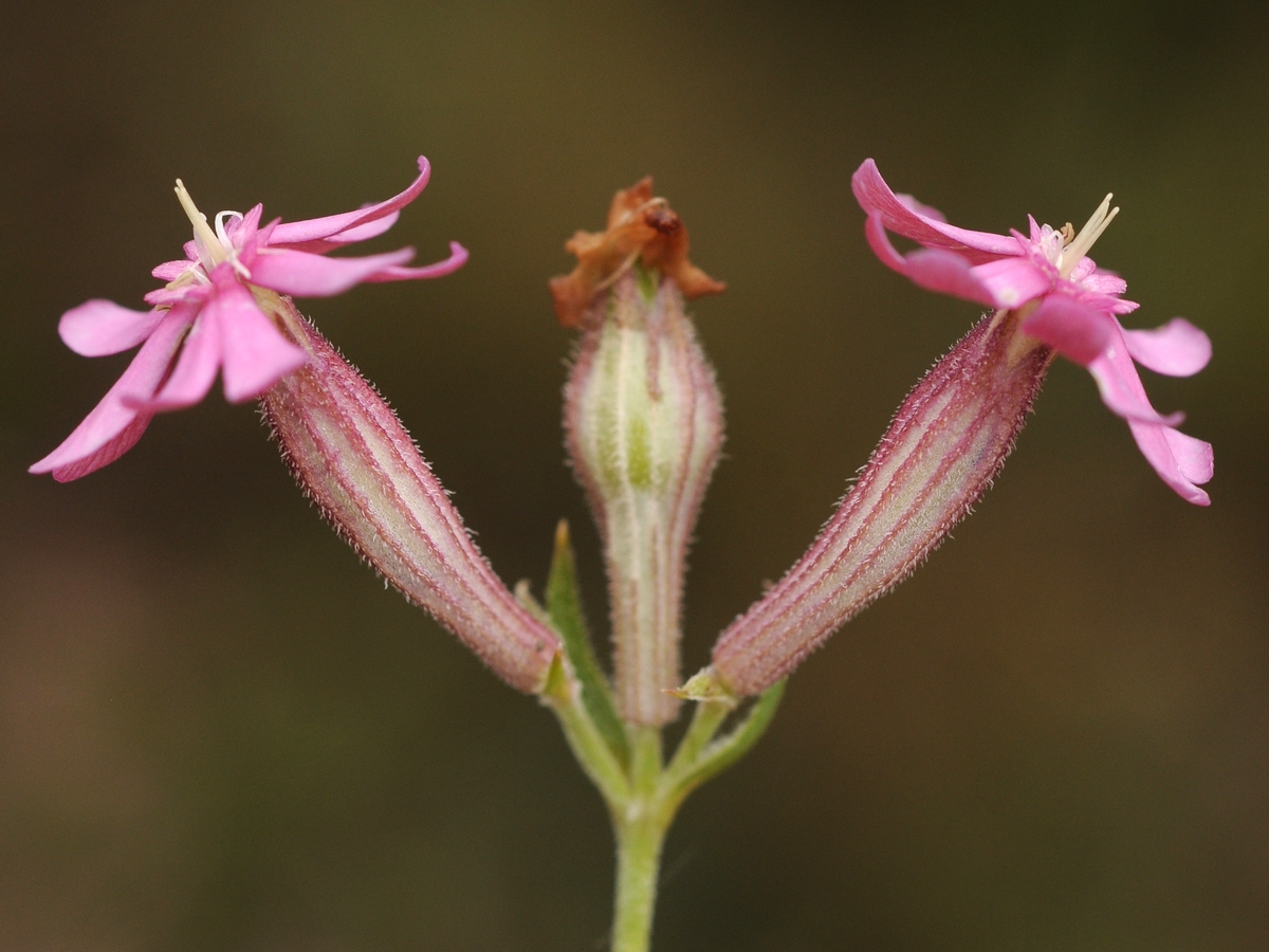 Image of Silene brahuica specimen.