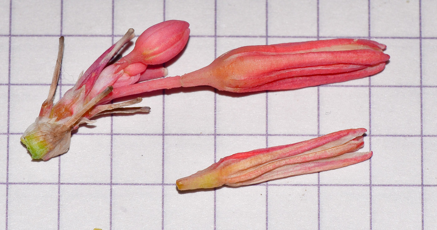 Image of Hesperaloe parviflora specimen.