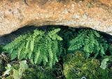 Woodsia alpina