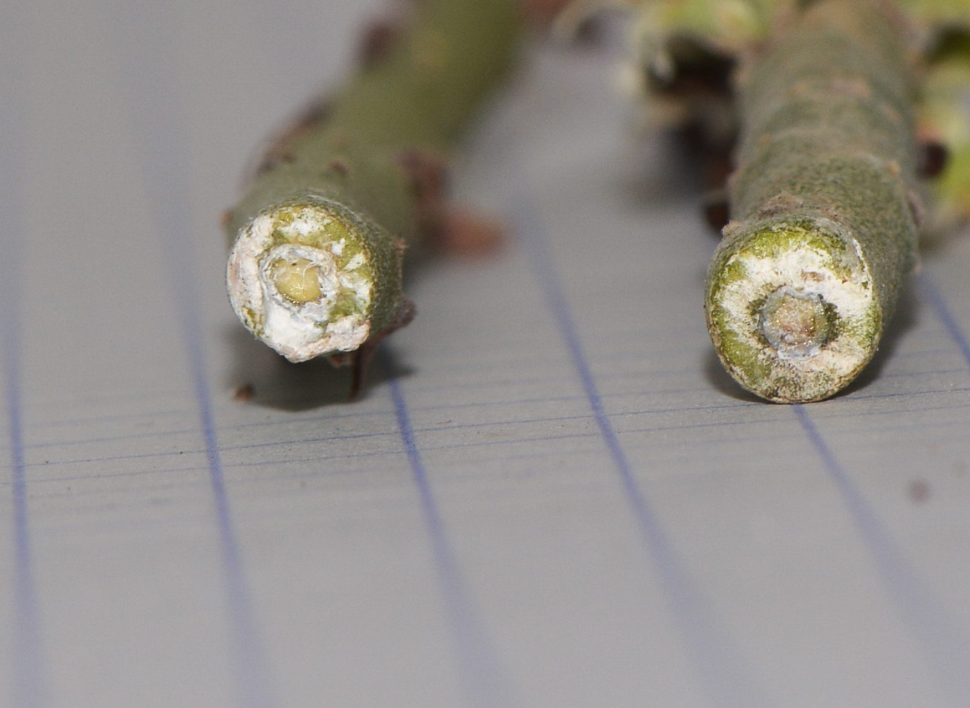 Image of Euphorbia antisyphilitica specimen.