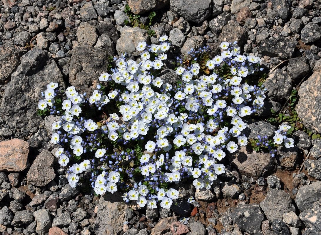 Image of Veronica glareosa specimen.