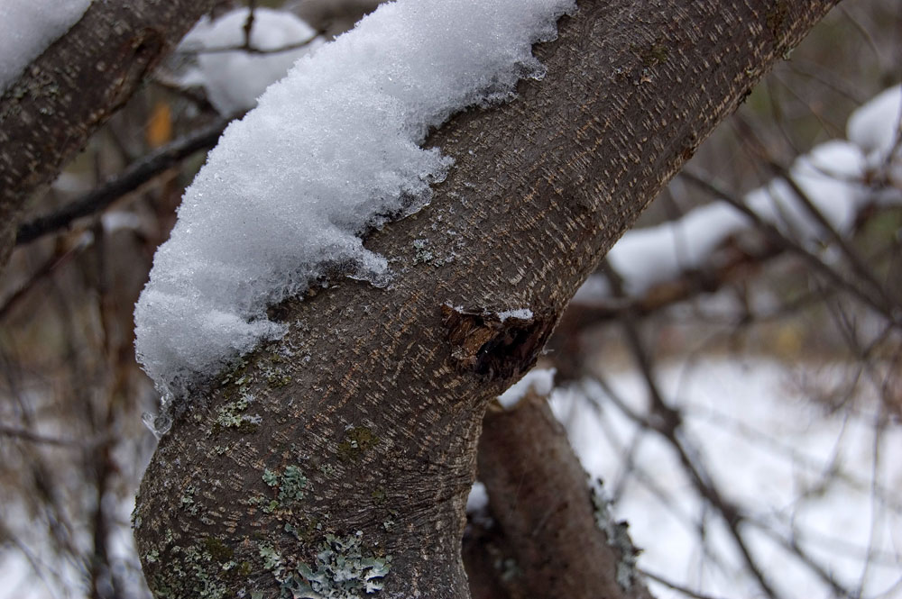 Image of Frangula alnus specimen.