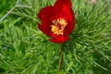 Paeonia tenuifolia