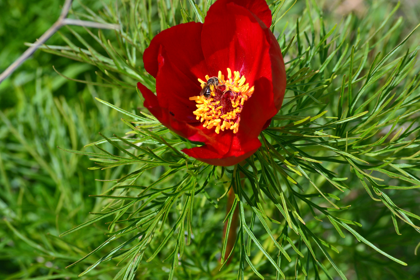 Image of Paeonia tenuifolia specimen.