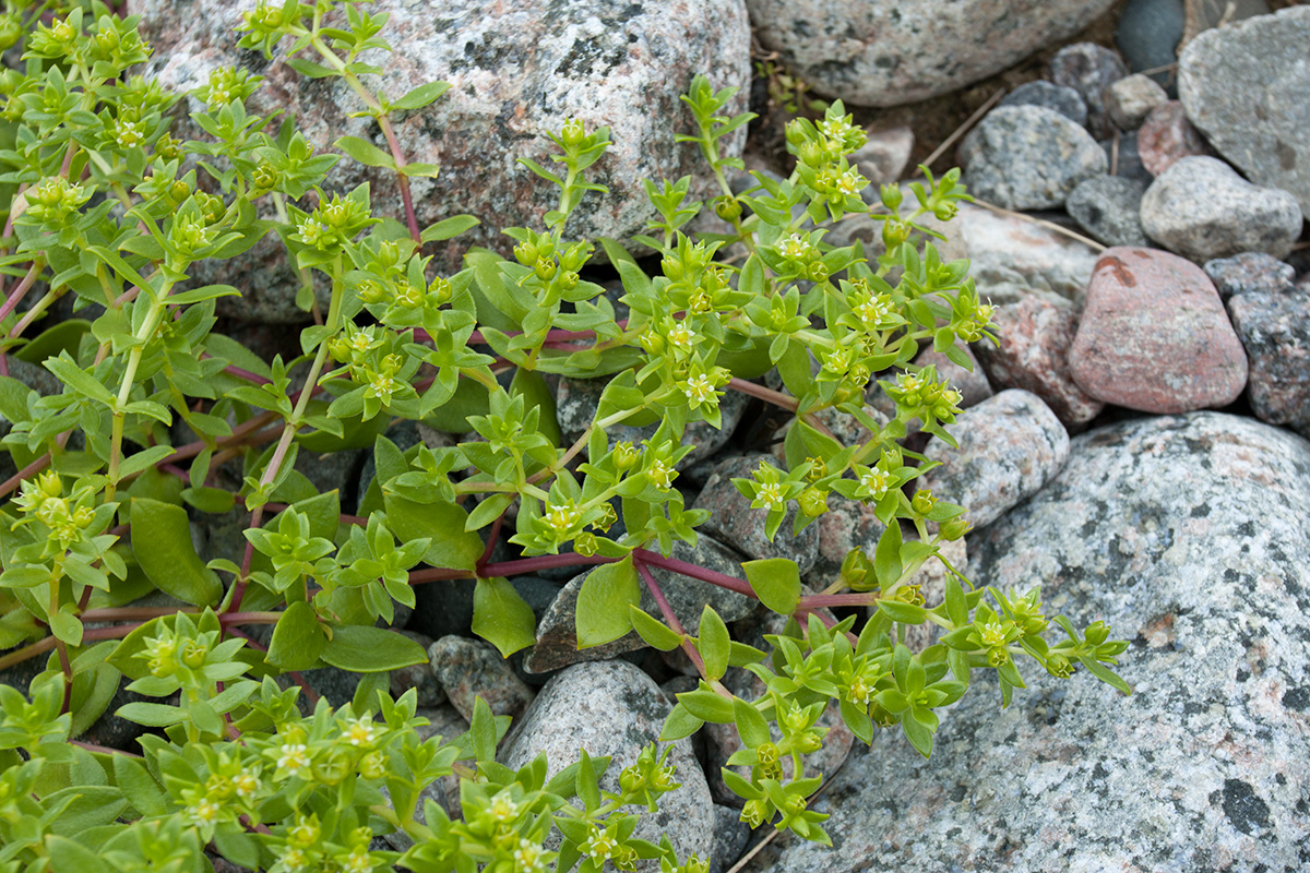 Image of Honckenya peploides ssp. diffusa specimen.