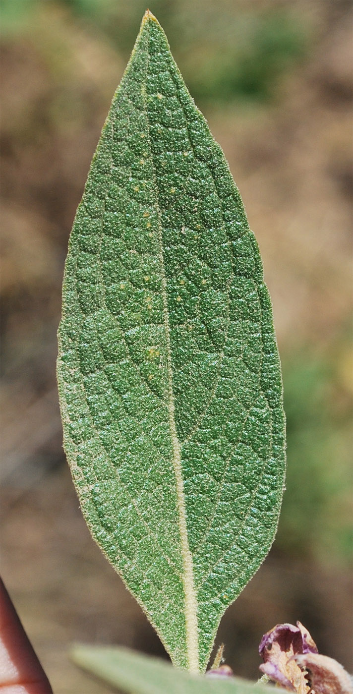 Изображение особи Phlomis thapsoides.