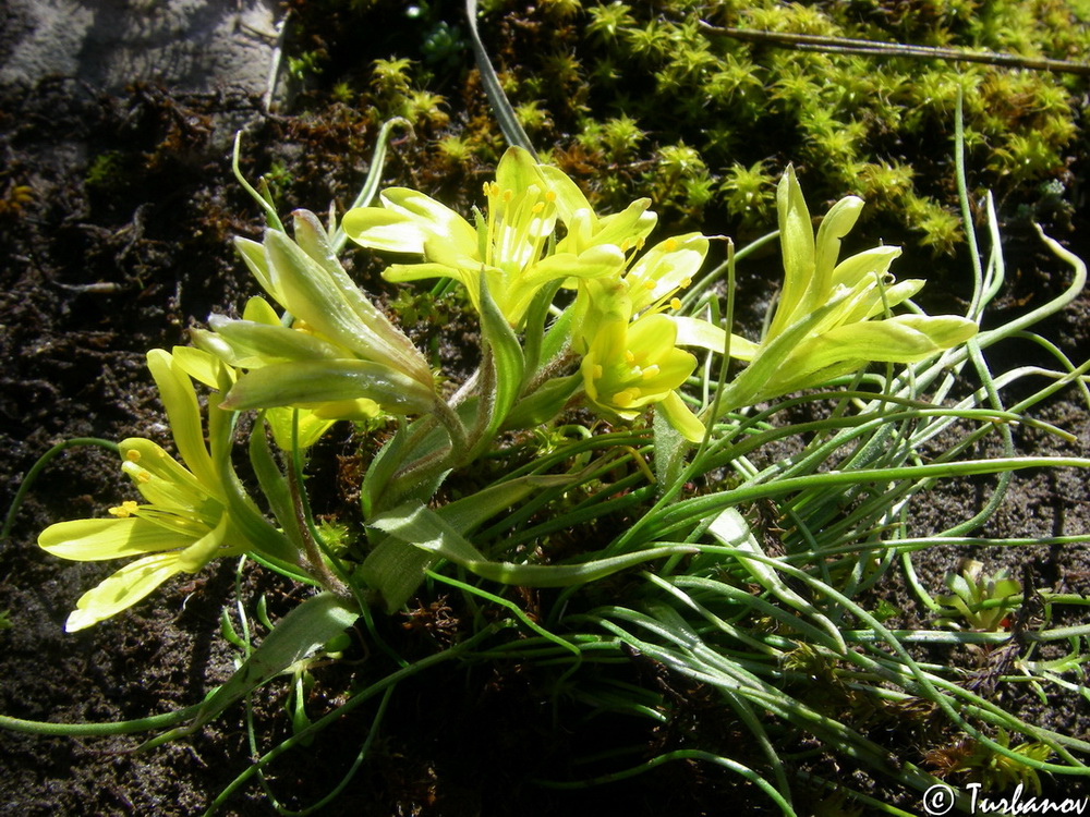 Image of Gagea bohemica specimen.