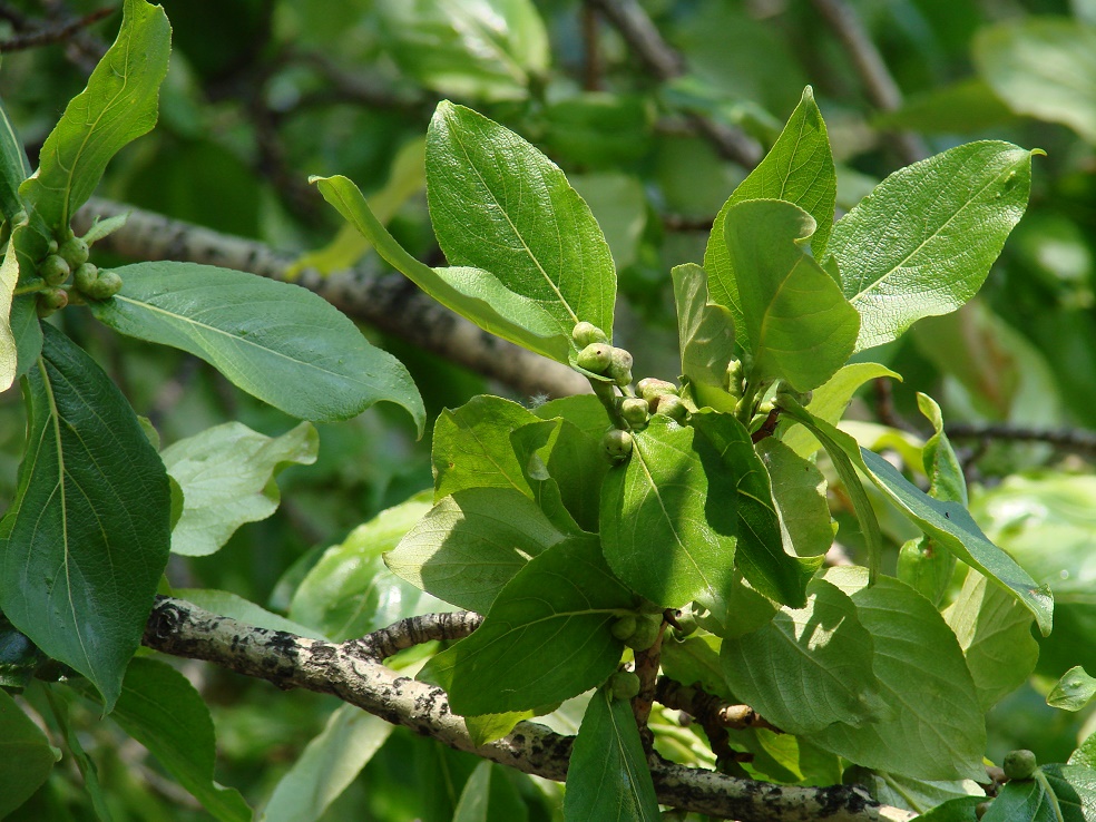 Изображение особи Populus suaveolens.