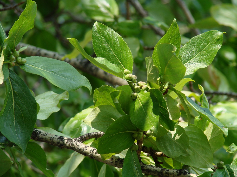 Image of Populus suaveolens specimen.