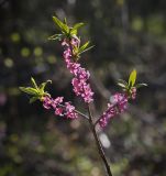 Daphne mezereum. Верхушка ветви с цветками. Пермский край, Добрянский р-н, под пологом черёмухового колка. 02.05.2016.