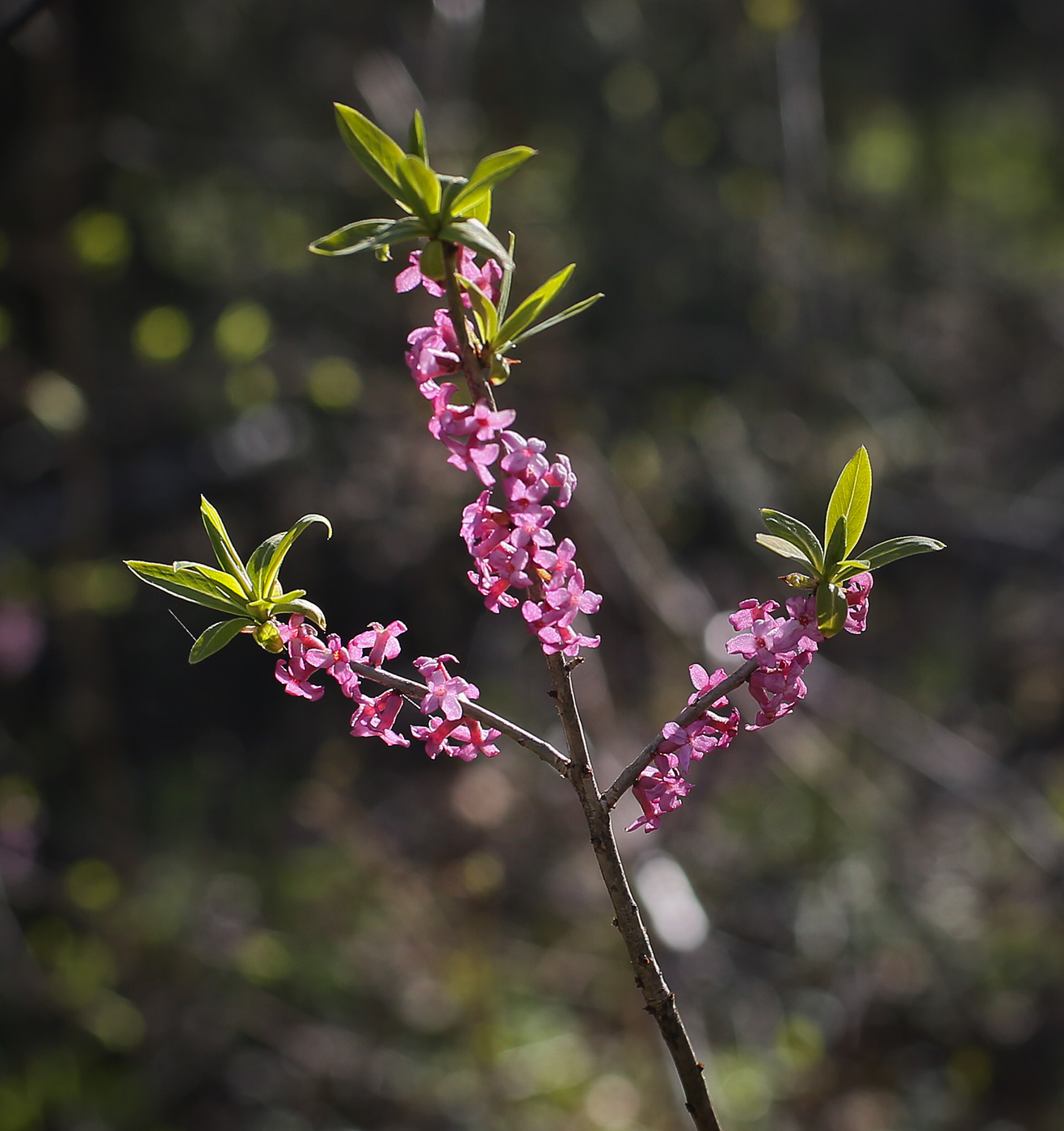 Image of Daphne mezereum specimen.