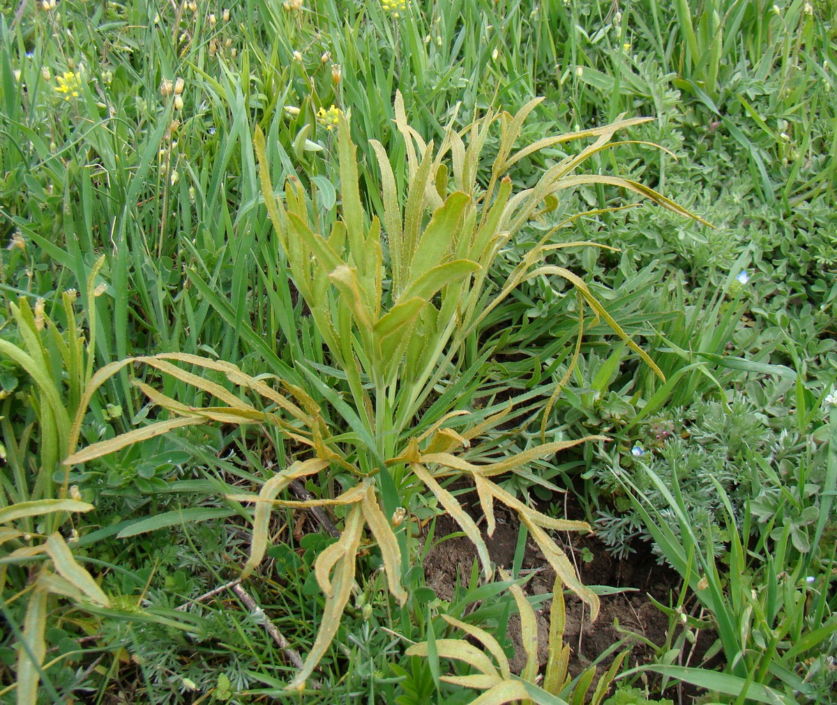 Image of Falcaria vulgaris specimen.