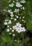 Spiraea &times; cinerea