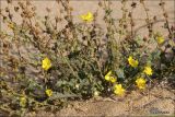 Verbascum pinnatifidum. Цветущее и плодоносящее растение на песчаном пляже. Крым, окрестности г. Феодосия. 12 октября 2008 г.