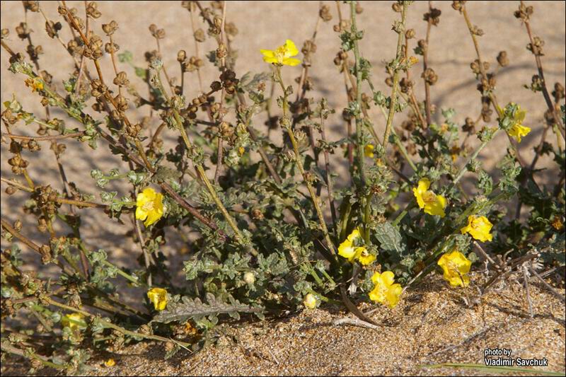 Изображение особи Verbascum pinnatifidum.