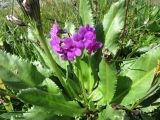 Primula nivalis