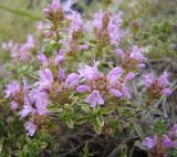 Thymus zheguliensis. Верхушки цветущих побегов. Самарская обл., окр. г. Жигулёвск, гора Могутова, открытый склон. 20 июля 2015 г.