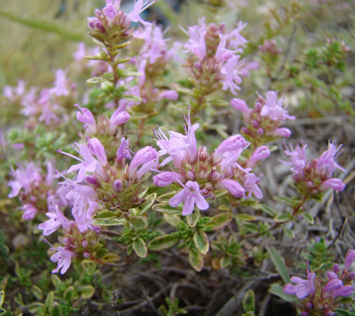 Изображение особи Thymus zheguliensis.