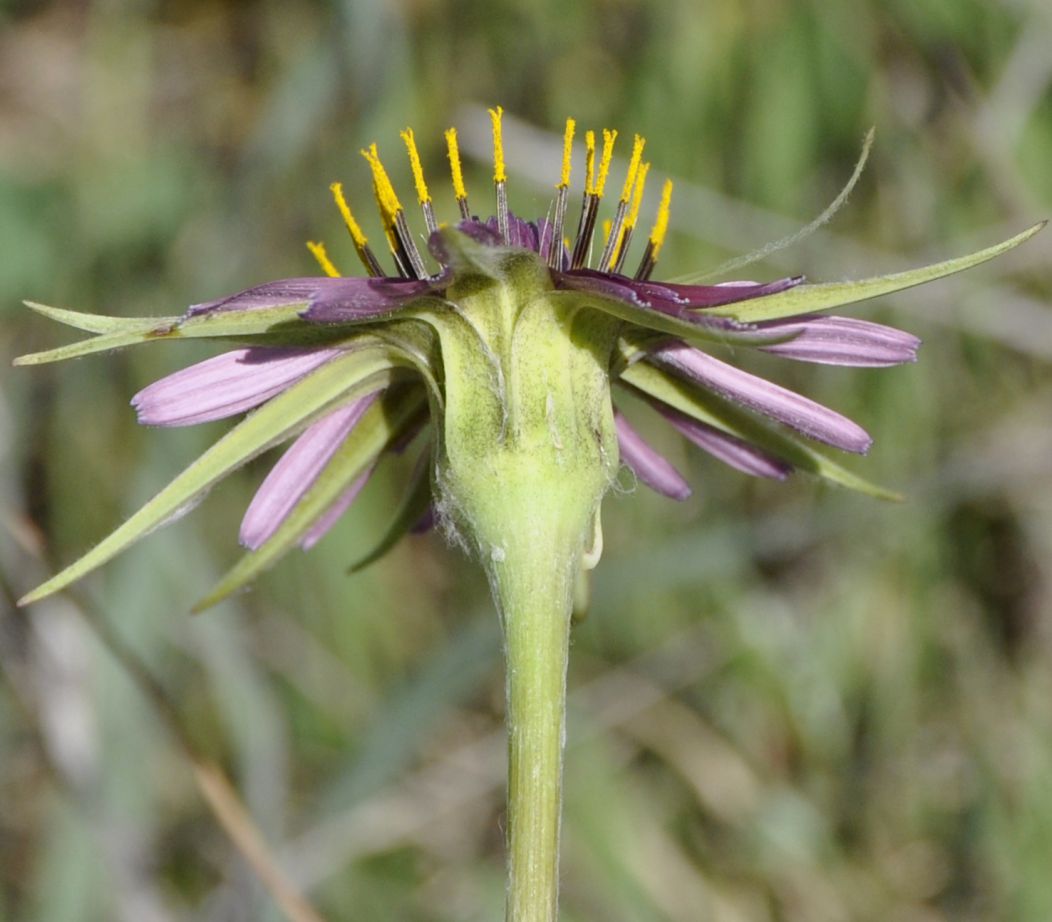 Image of Tragopogon australis specimen.