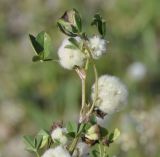 Trifolium tomentosum