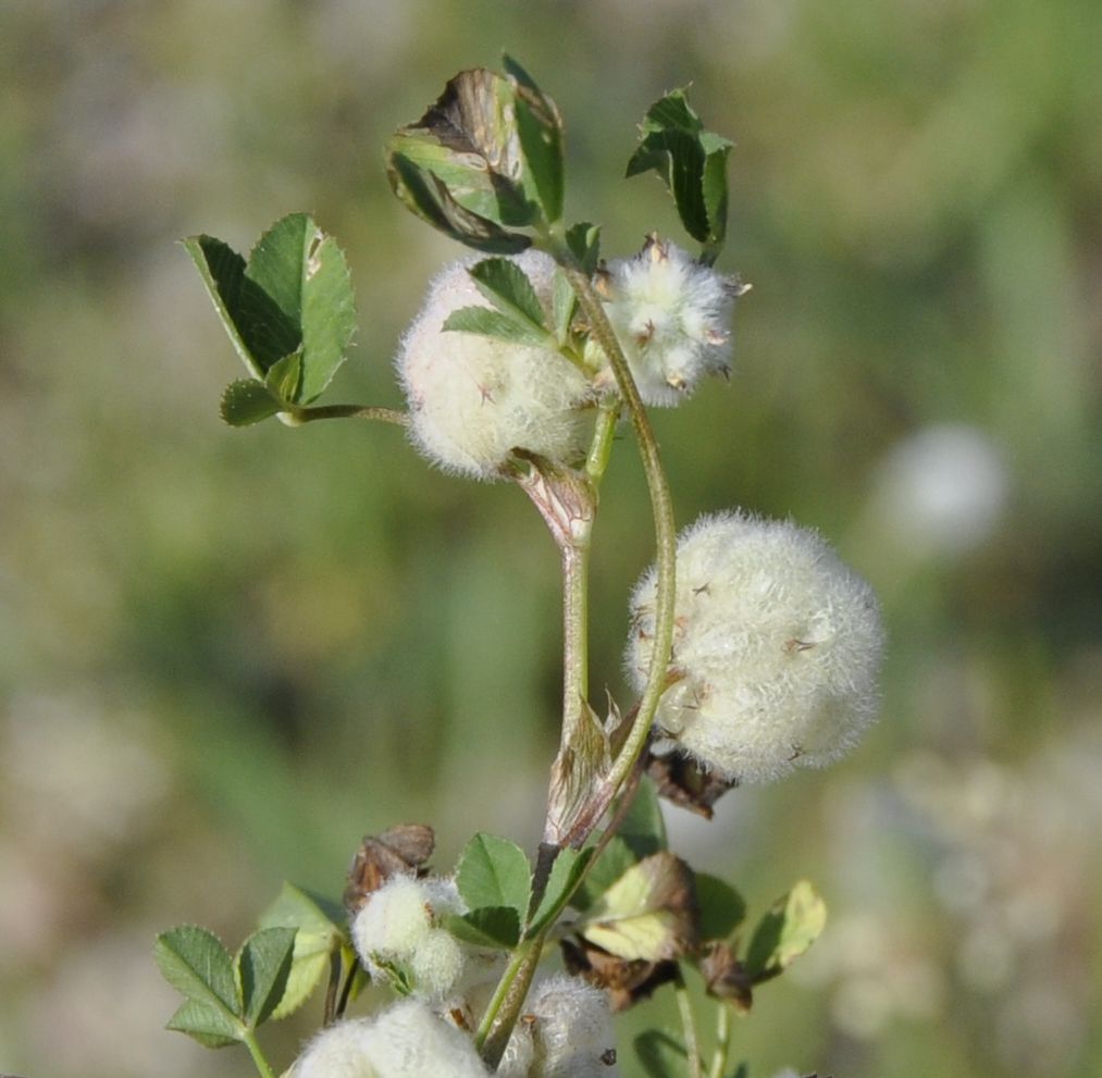 Изображение особи Trifolium tomentosum.