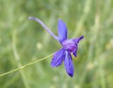 Delphinium consolida