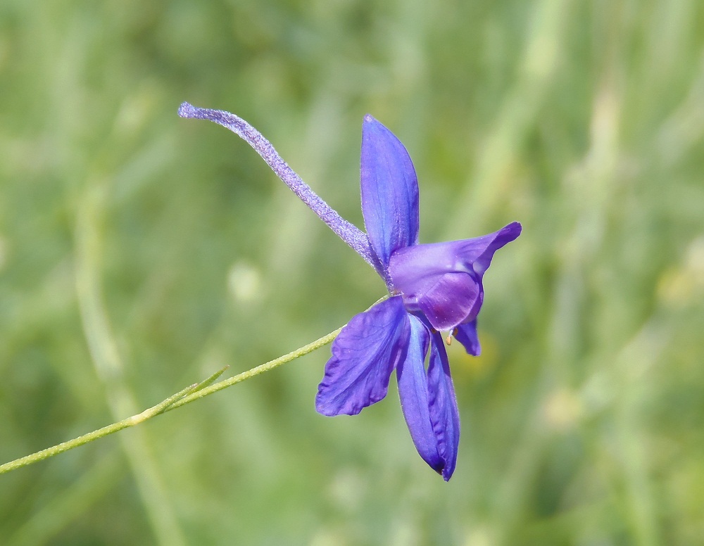 Image of Delphinium consolida specimen.