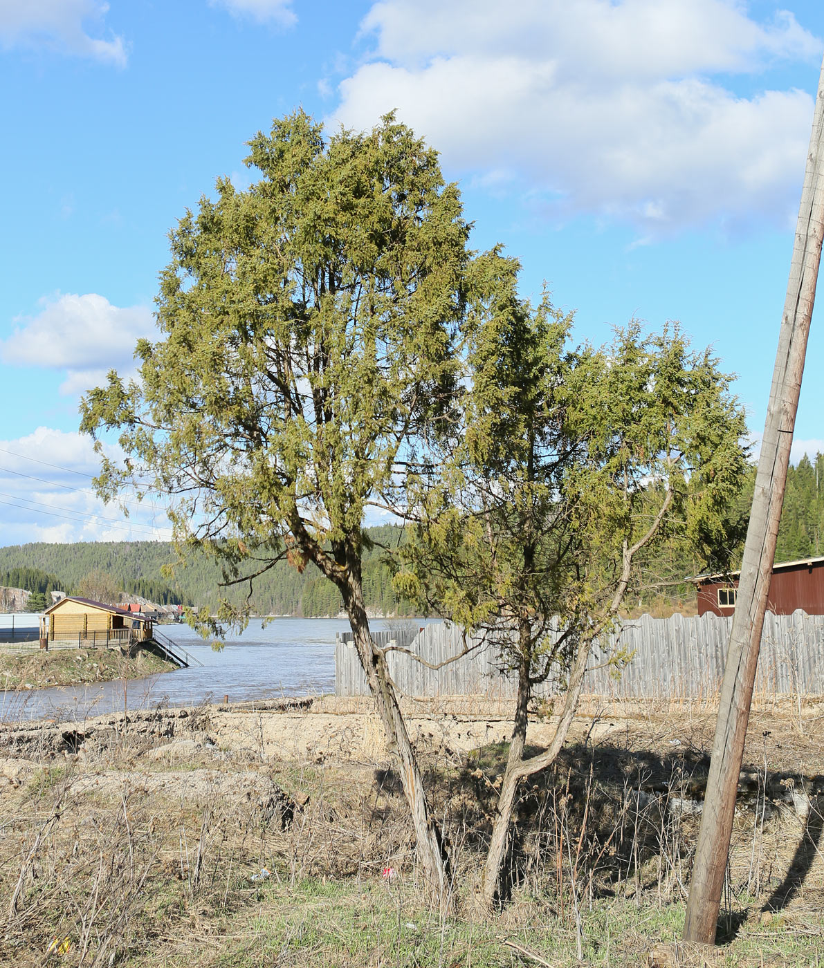 Изображение особи Juniperus communis.