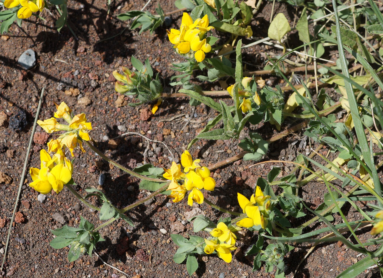 Image of Lotus caucasicus specimen.