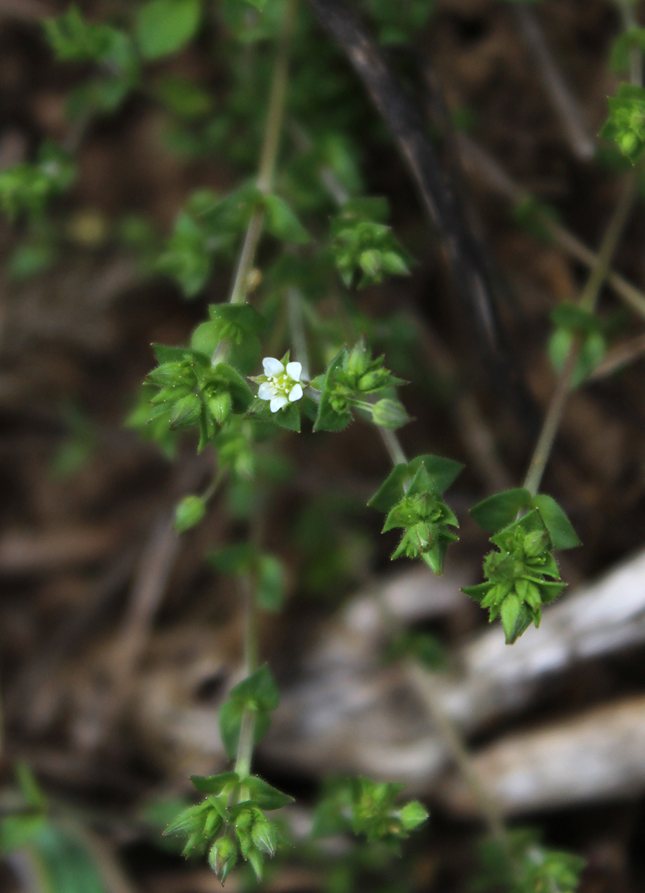 Изображение особи Arenaria serpyllifolia.