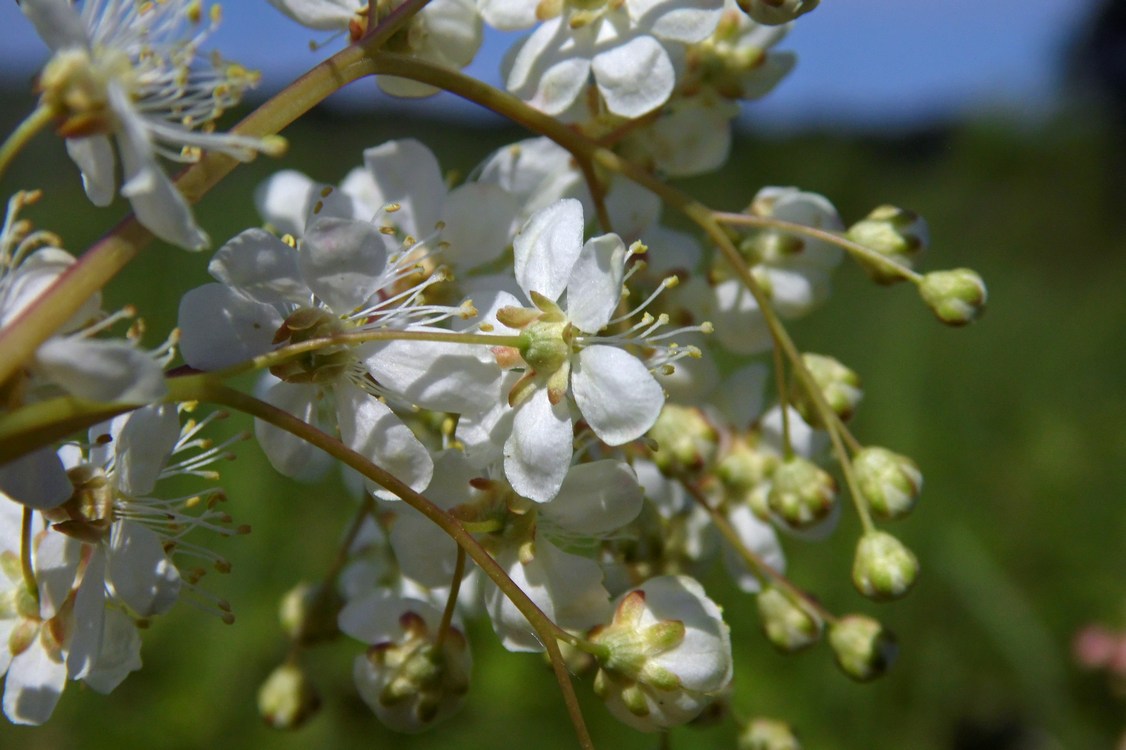 Изображение особи Filipendula vulgaris.