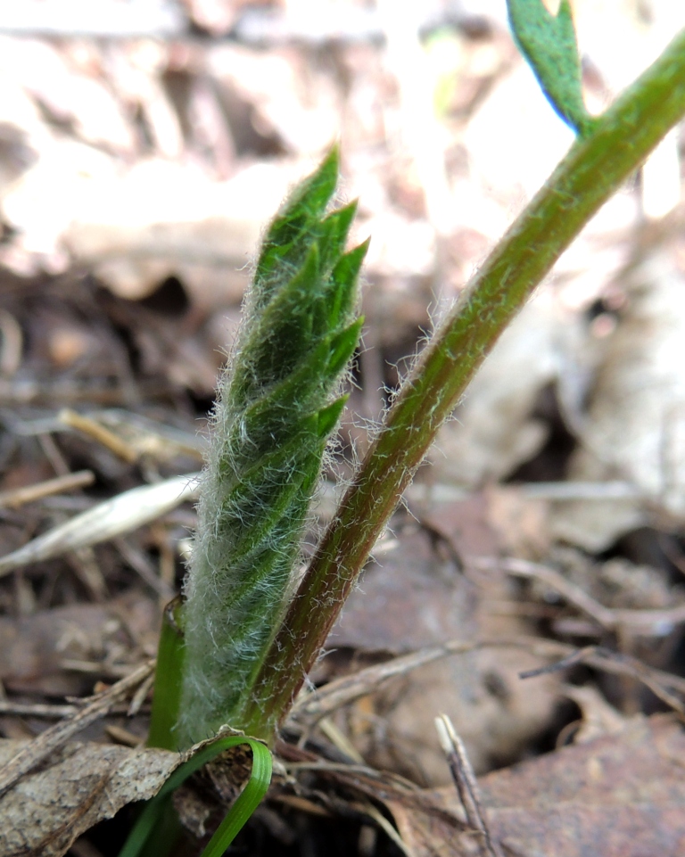 Image of Tanacetum bipinnatum specimen.