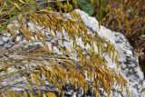 Bromus commutatus