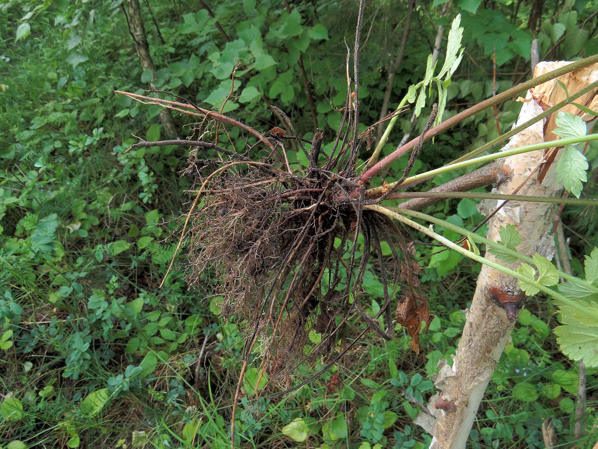 Image of Geum aleppicum specimen.