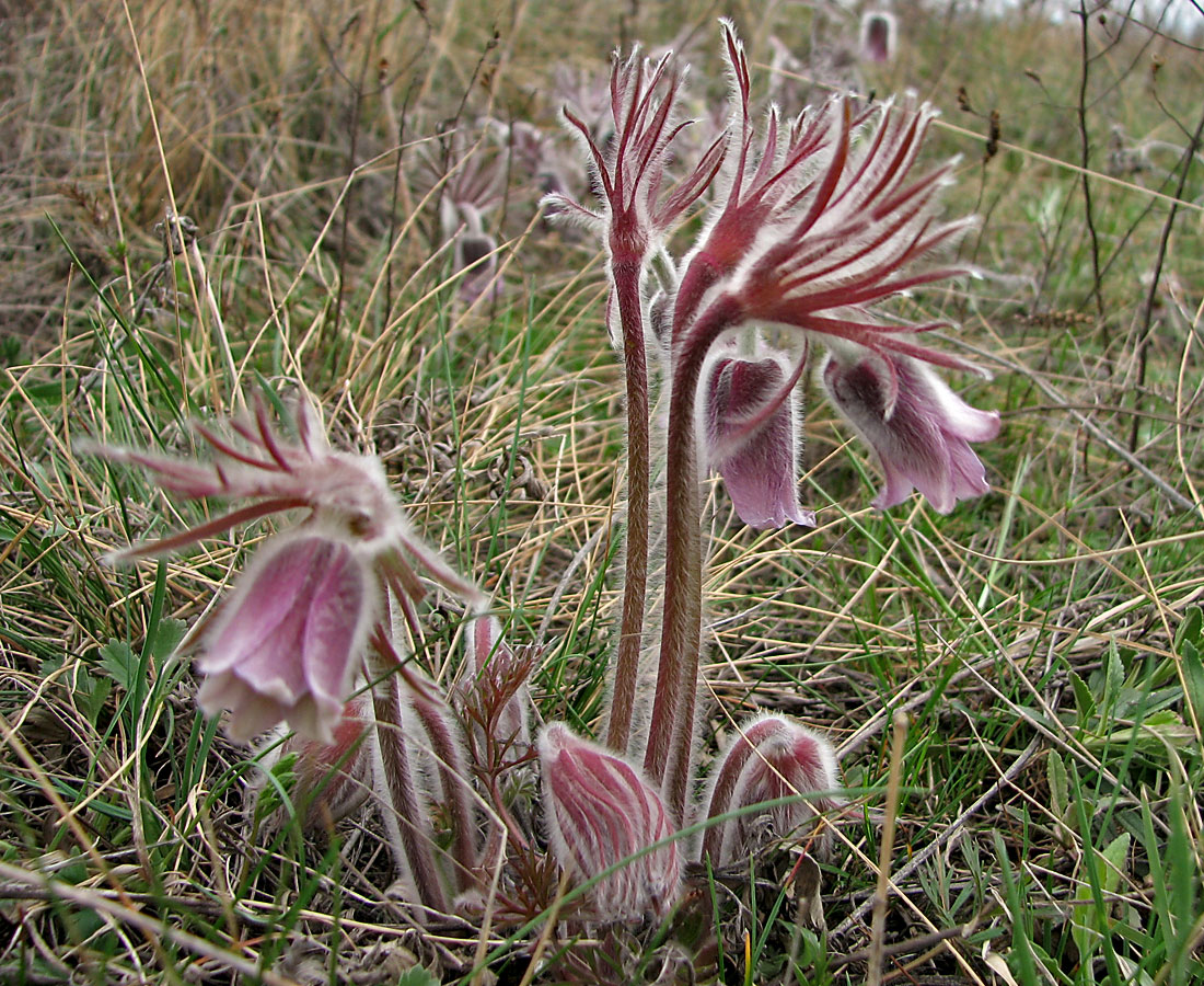 Изображение особи Pulsatilla pratensis.