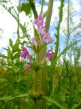 Galeopsis ladanum