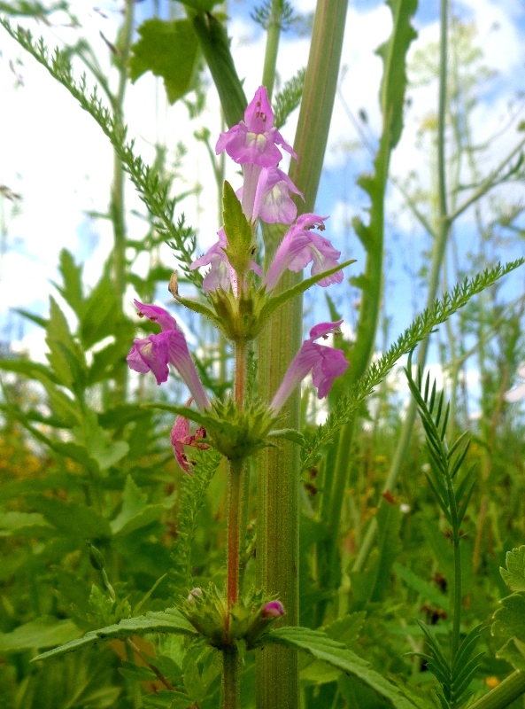 Изображение особи Galeopsis ladanum.