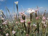 Dianthus angrenicus. Верхушки побегов с цветками. Южный Казахстан, Таласский Алатау, запов. Аксу-Жабаглы, перевал Кши-Каинды, выс. 2650 м н.у.м., склон северной экспозиции. 17 июля 2017 г.