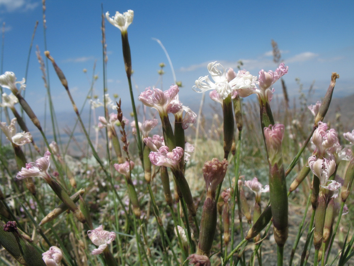 Image of Dianthus angrenicus specimen.