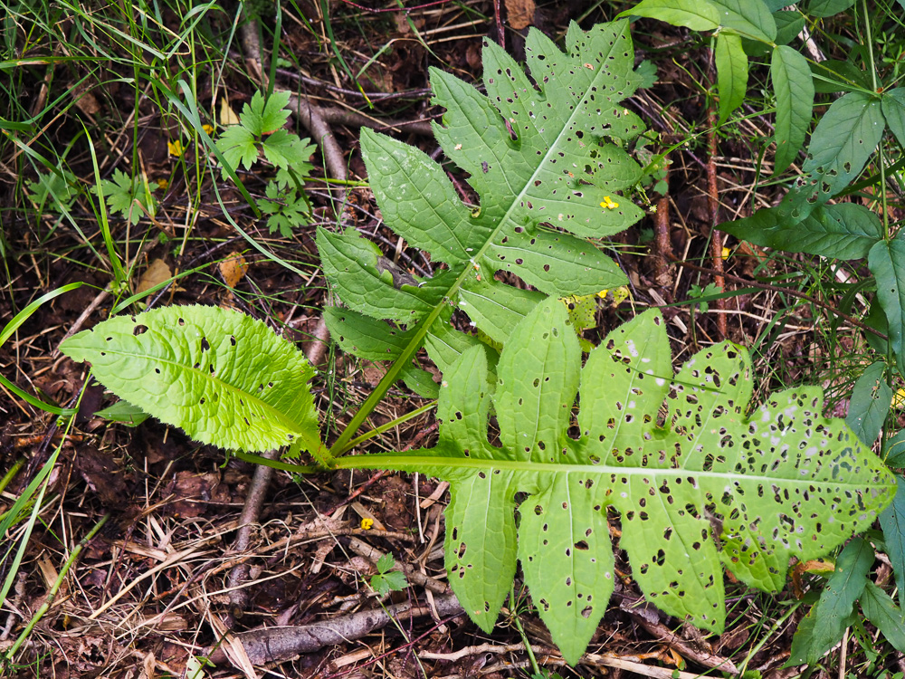 Изображение особи Cirsium oleraceum.