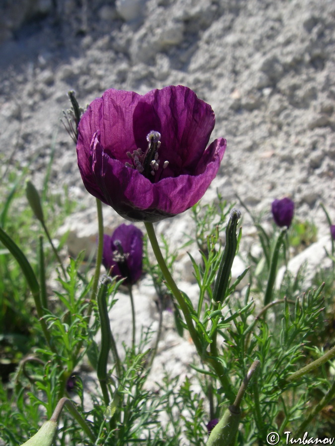 Image of Roemeria hybrida specimen.