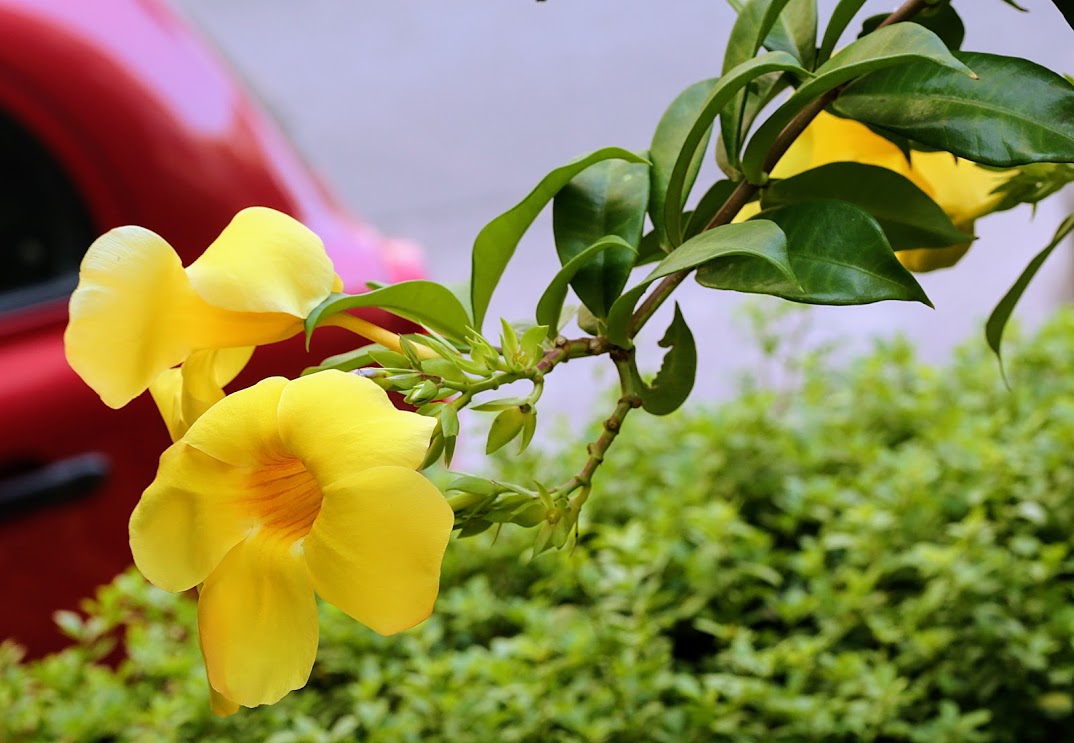 Image of Allamanda cathartica specimen.