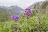 Pulsatilla violacea