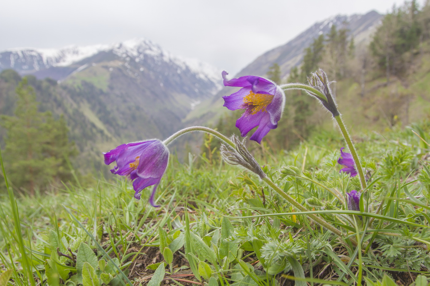 Изображение особи Pulsatilla violacea.