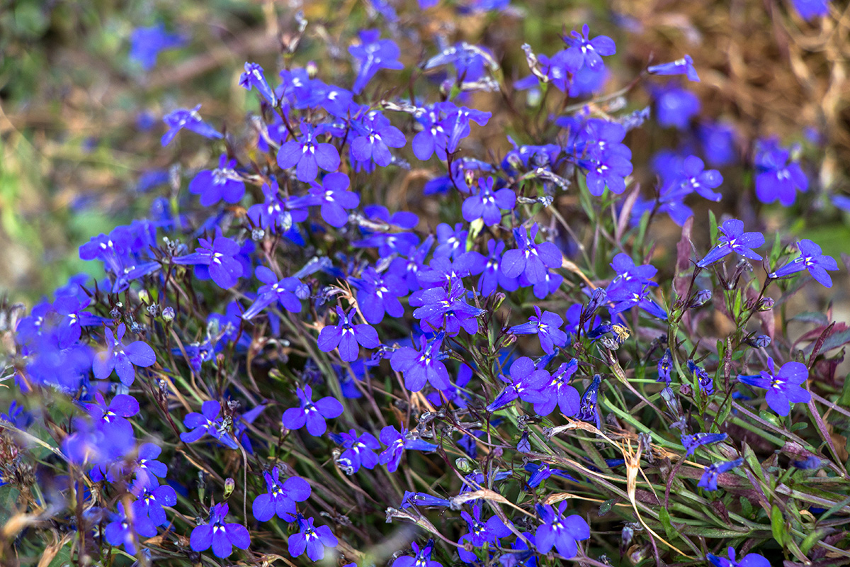 Image of Lobelia erinus specimen.