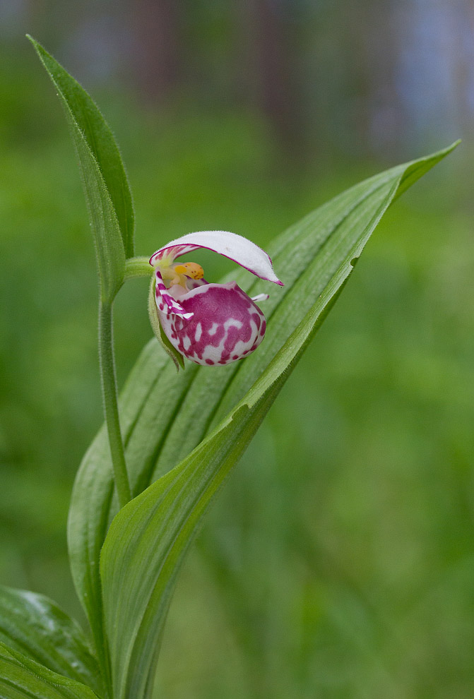 Изображение особи Cypripedium guttatum.