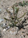 Lepidium densiflorum