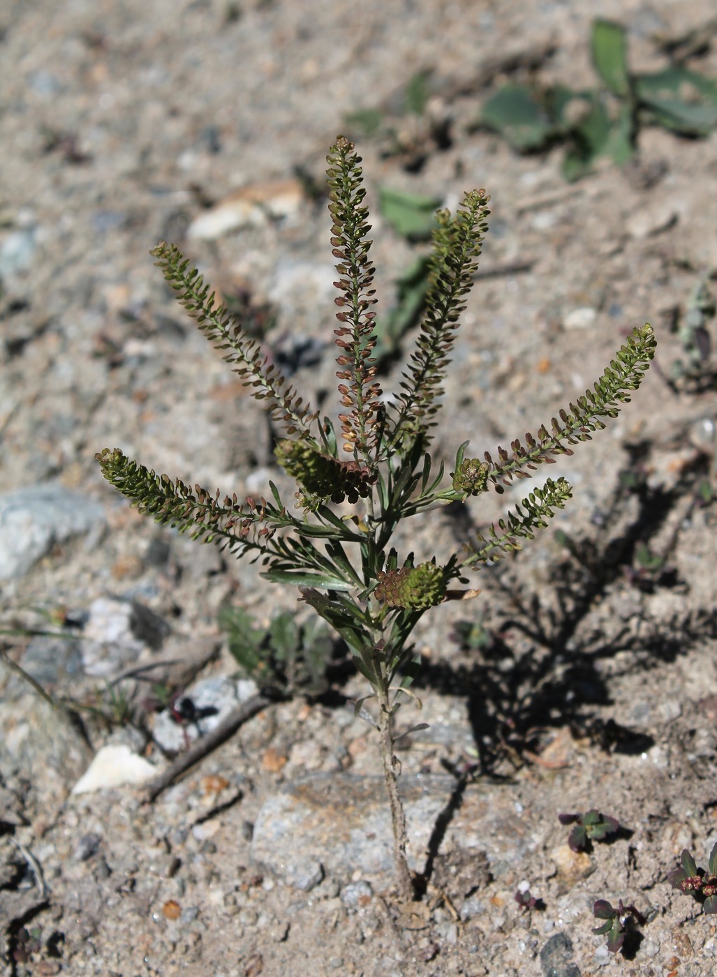 Image of Lepidium densiflorum specimen.