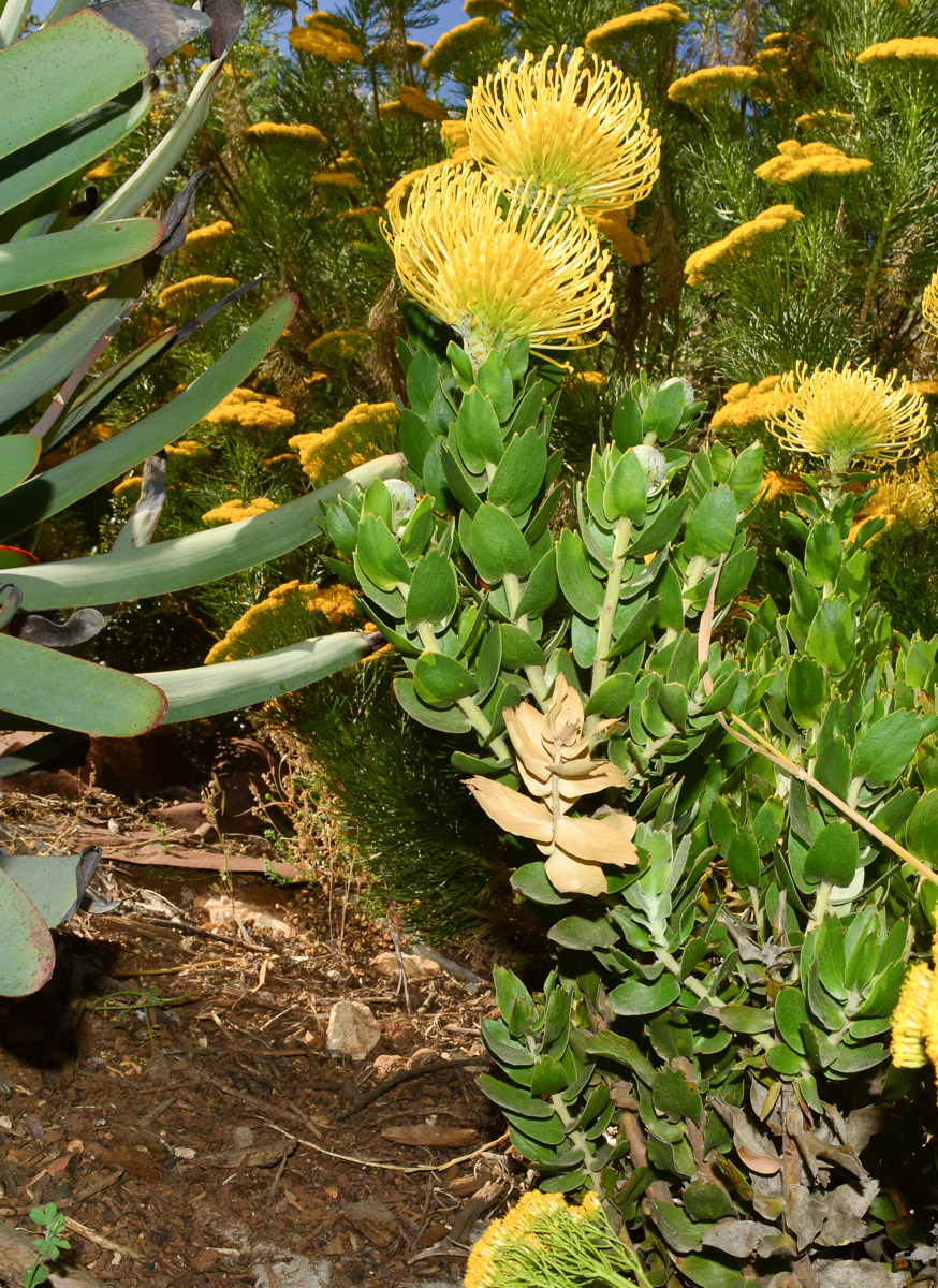Изображение особи род Leucospermum.