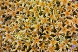 genus Sphagnum